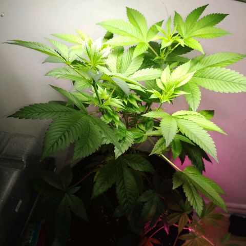Regular seed (no name) growlog timeline photo