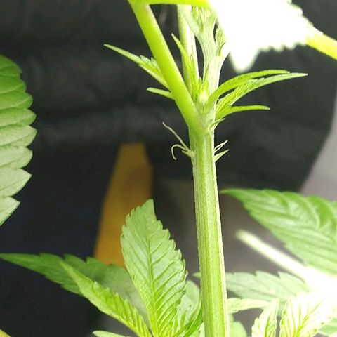 Regular seed (no name) growlog timeline photo