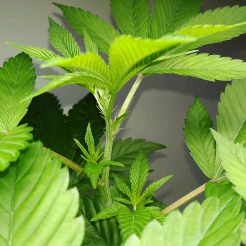 Regular seed (no name) growlog timeline photo