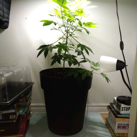 Regular seed (no name) growlog timeline photo