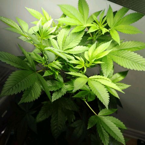Regular seed (no name) growlog timeline photo