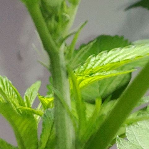 Regular seed (no name) growlog timeline photo