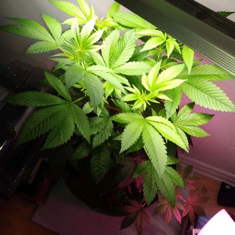 Regular seed (no name) growlog timeline photo