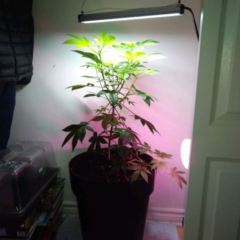 Regular seed (no name) growlog timeline photo