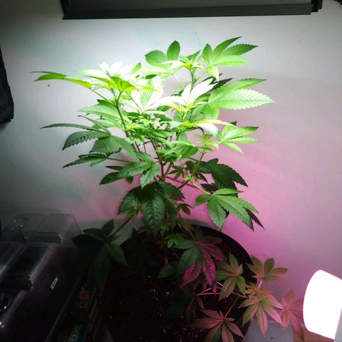 Regular seed (no name) growlog timeline photo