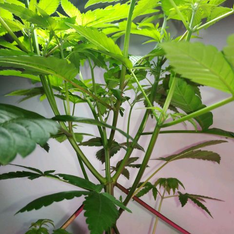 Regular seed (no name) growlog timeline photo