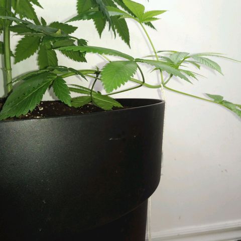 Génétique inconnue growlog timeline photo