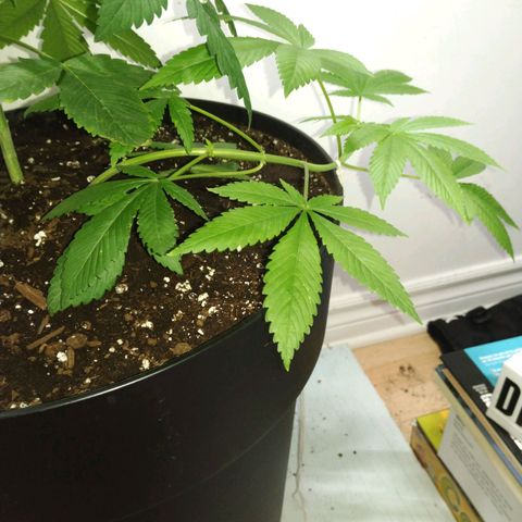 Génétique inconnue growlog timeline photo