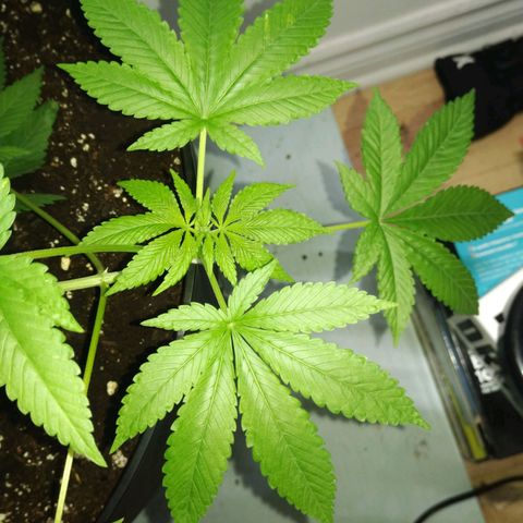 Génétique inconnue growlog timeline photo