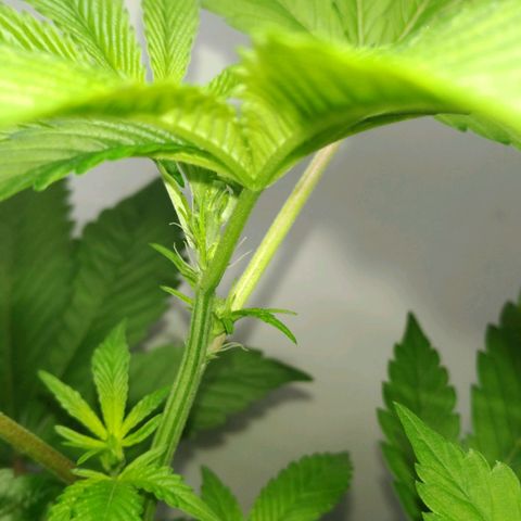 Regular seed (no name) growlog timeline photo