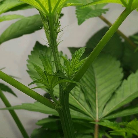 Regular seed (no name) growlog timeline photo
