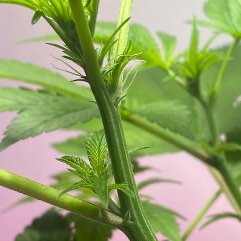 Regular seed (no name) growlog timeline photo