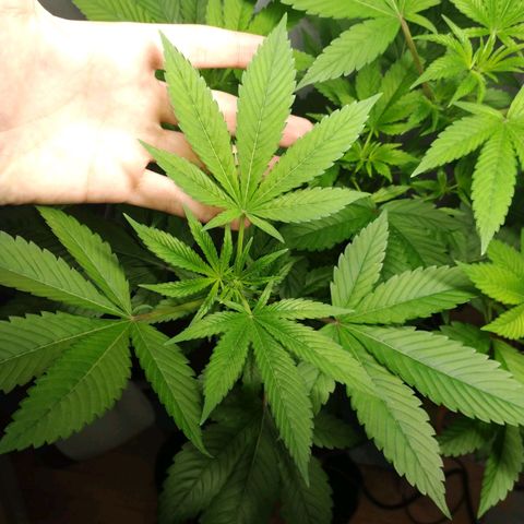 Regular seed (no name) growlog timeline photo