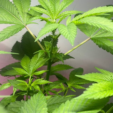 Regular seed (no name) growlog timeline photo
