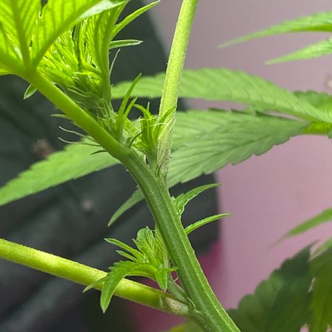 Regular seed (no name) growlog timeline photo