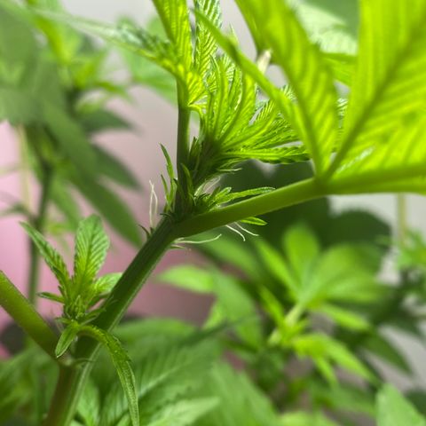 Regular seed (no name) growlog timeline photo