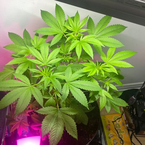 Regular seed (no name) growlog timeline photo