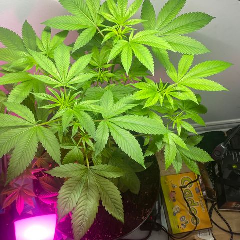 Regular seed (no name) growlog timeline photo