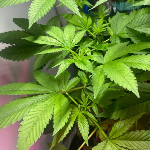 Regular seed (no name) growlog timeline photo