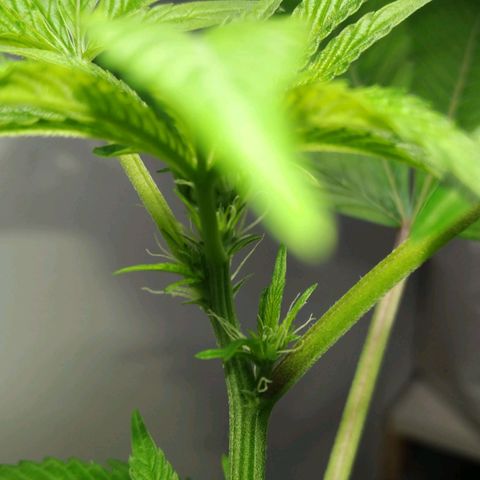 Regular seed (no name) growlog timeline photo