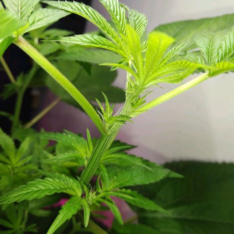 Regular seed (no name) growlog timeline photo