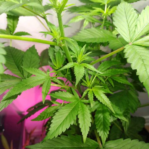 Regular seed (no name) growlog timeline photo