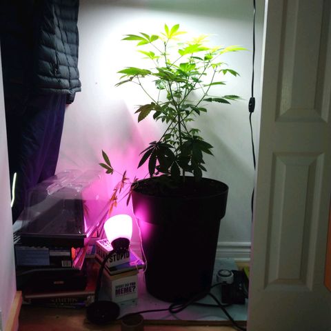 Regular seed (no name) growlog timeline photo