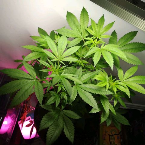 Regular seed (no name) growlog timeline photo