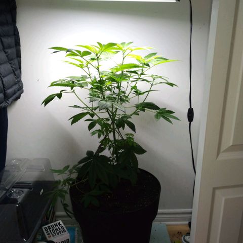 Regular seed (no name) growlog timeline photo
