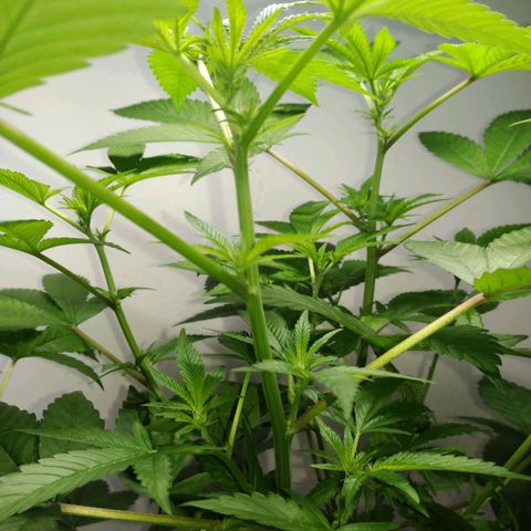 Regular seed (no name) growlog timeline photo