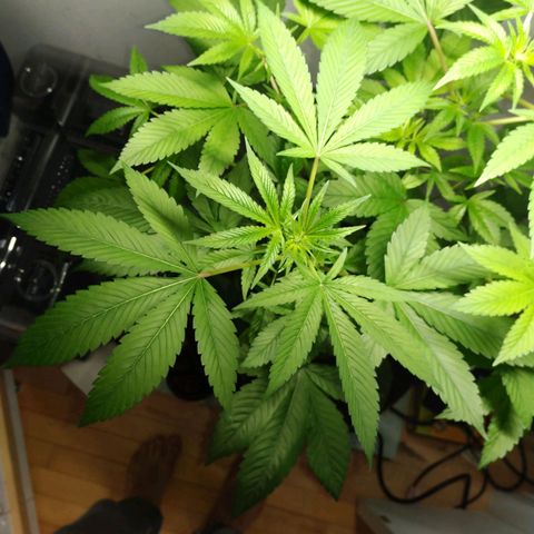 Regular seed (no name) growlog timeline photo