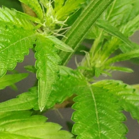 Regular seed (no name) growlog timeline photo