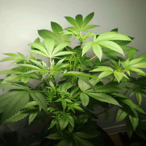 Regular seed (no name) growlog timeline photo