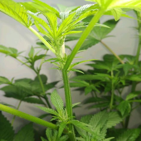 Regular seed (no name) growlog timeline photo