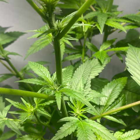 Regular seed (no name) growlog timeline photo
