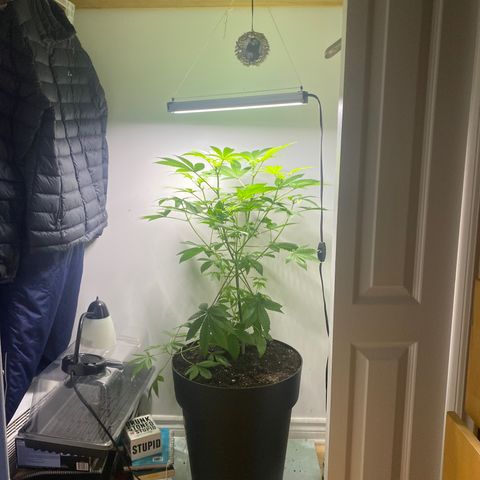 Regular seed (no name) growlog timeline photo