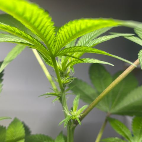Regular seed (no name) growlog timeline photo