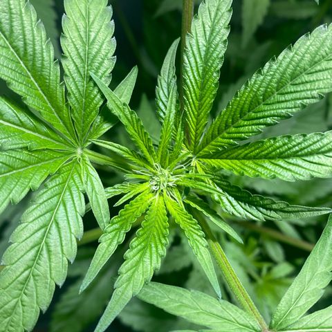 Regular seed (no name) growlog timeline photo