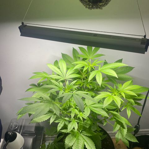 Regular seed (no name) growlog timeline photo