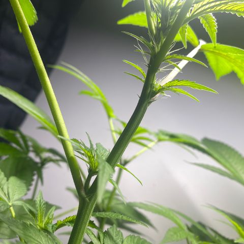 Regular seed (no name) growlog timeline photo