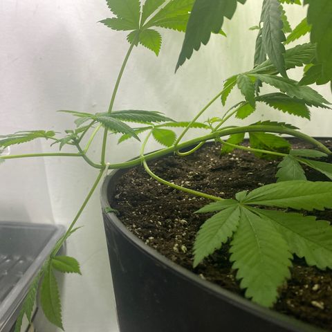 Génétique inconnue growlog timeline photo