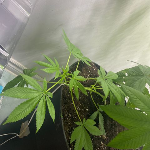 Génétique inconnue growlog timeline photo