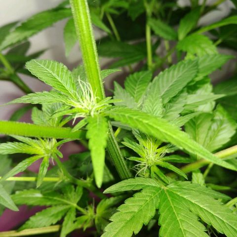 Regular seed (no name) growlog timeline photo