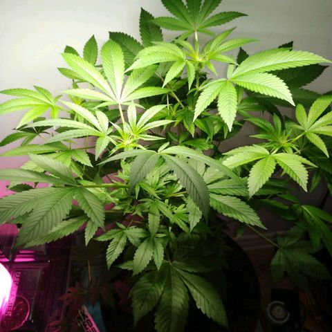 Regular seed (no name) growlog timeline photo