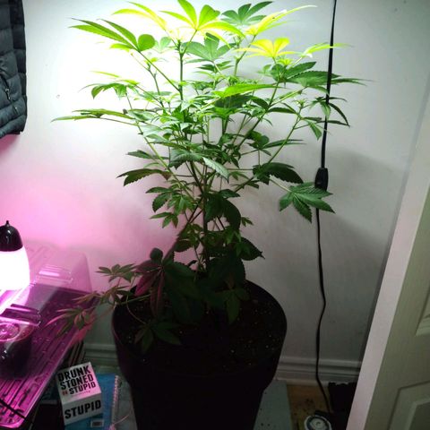 Regular seed (no name) growlog timeline photo