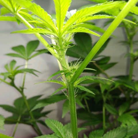 Regular seed (no name) growlog timeline photo