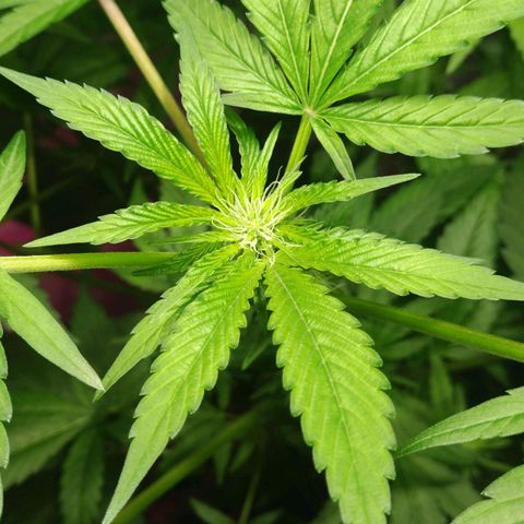 Regular seed (no name) growlog timeline photo