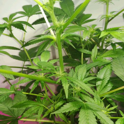 Regular seed (no name) growlog timeline photo