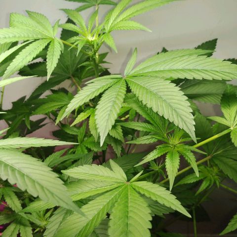 Regular seed (no name) growlog timeline photo