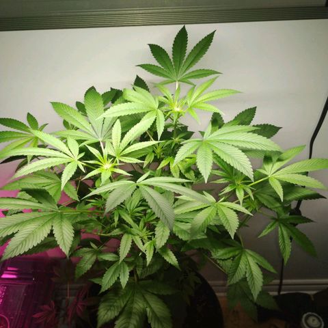 Regular seed (no name) growlog timeline photo